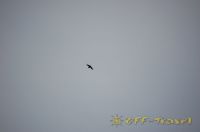 haDSC_0347.jpg