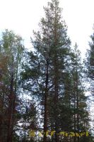 k14DSC_0546_tn.jpg