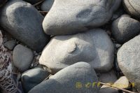 4rDSC_0391_tn.jpg