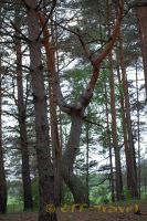 kirDSC_0166_tn.jpg