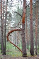 kirDSC_0167_tn.jpg