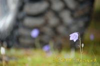 kol2012DSC_0179.jpg