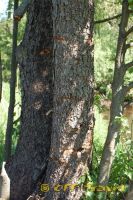shDSC_0083.jpg