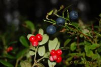 DSC_0063.jpg