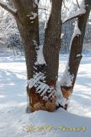 DSC_0956.jpg