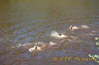 DSC_0117.jpg