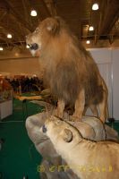 Имя файла=DSC_0051.jpg
Размер файла=89КБ
Размеры=532x800
Дата=Фев 26, 2010 DSC_0051.jpg