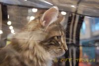 Имя файла=DSC_0070.JPG
Размер файла=75КБ
Размеры=800x532
Дата=Фев 26, 2010 DSC_0070.JPG