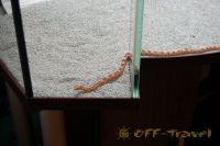 DSC_0090.JPG