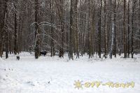 Имя файла=DSC_0215.jpg
Размер файла=180КБ
Размеры=800x532
Дата=Янв 11, 2009 DSC_0215.jpg