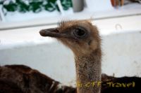 Имя файла=DSC_0310.jpg
Размер файла=69КБ
Размеры=800x532
Дата=Янв 11, 2009 DSC_0310.jpg